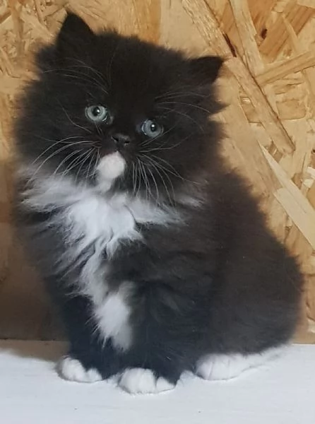 cucciolo di persiani normotipici MASCHIO  | Foto 2