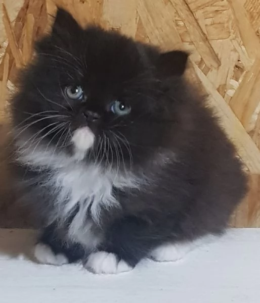 cucciolo di persiani normotipici MASCHIO  | Foto 1