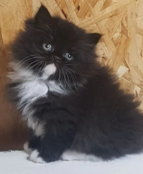 cucciolo di persiani normotipici MASCHIO 