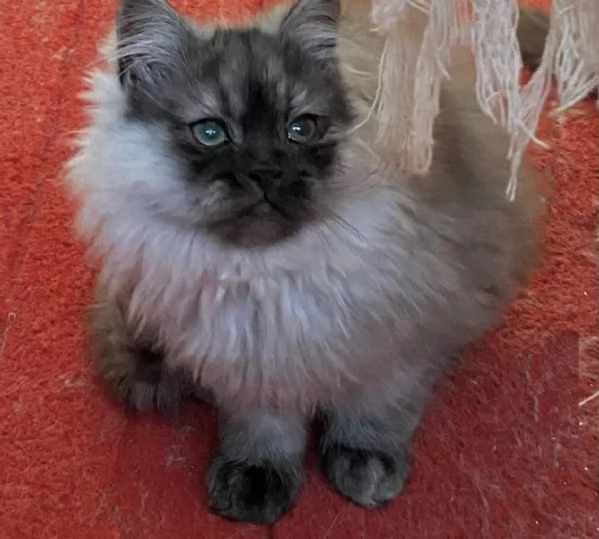 Cuccioli di persiani normotipici MASCHI | Foto 1