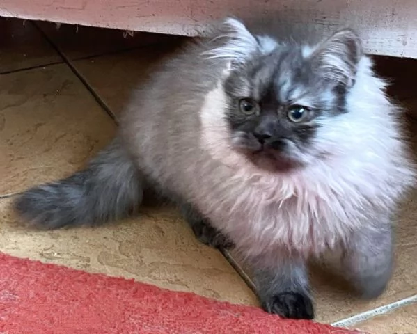 Cucciolo di persiani normotipici MASCHIO | Foto 5