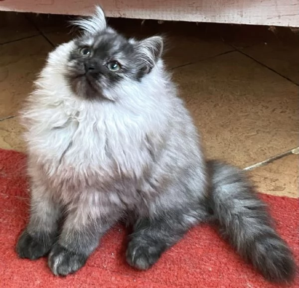 Cucciolo di persiani normotipici MASCHIO | Foto 4
