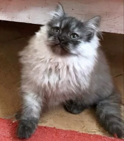 Cucciolo di persiani normotipici MASCHIO | Foto 3