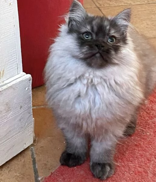 Cucciolo di persiani normotipici MASCHIO