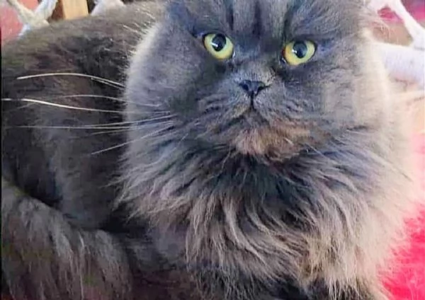 Cucciolo di persiani normotipici MASCHIO | Foto 1