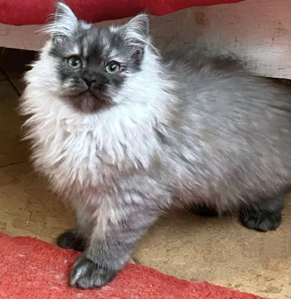 Cucciolo di persiani normotipici MASCHIO | Foto 5