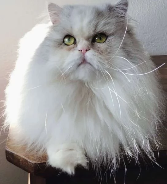 Cucciolo di persiani normotipici MASCHIO | Foto 0