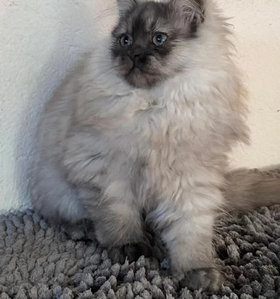 Cucciolo di persiani normotipici MASCHIO  | Foto 6