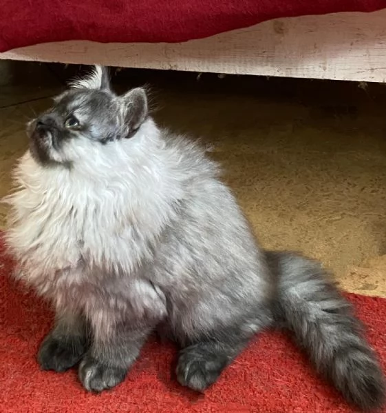 Cucciolo di persiani normotipici MASCHIO  | Foto 5