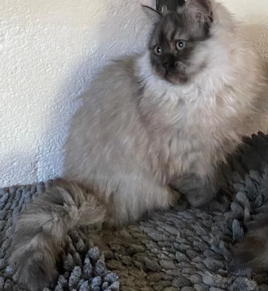 Cucciolo di persiani normotipici MASCHIO  | Foto 3