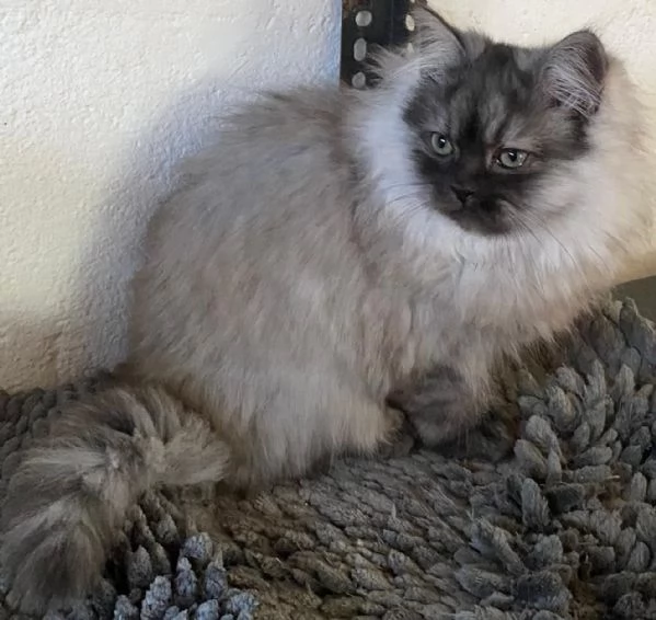 Cucciolo di persiani normotipici MASCHIO  | Foto 2