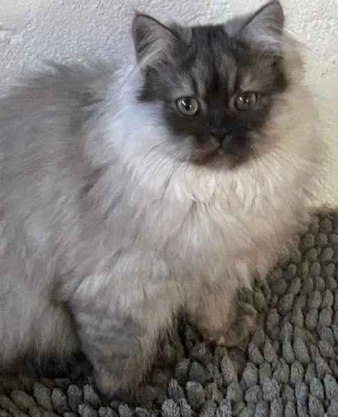 Cucciolo di persiani normotipici MASCHIO 