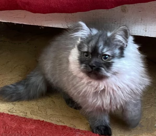 Cucciolo di persiani normotipici MASCHIO  | Foto 0