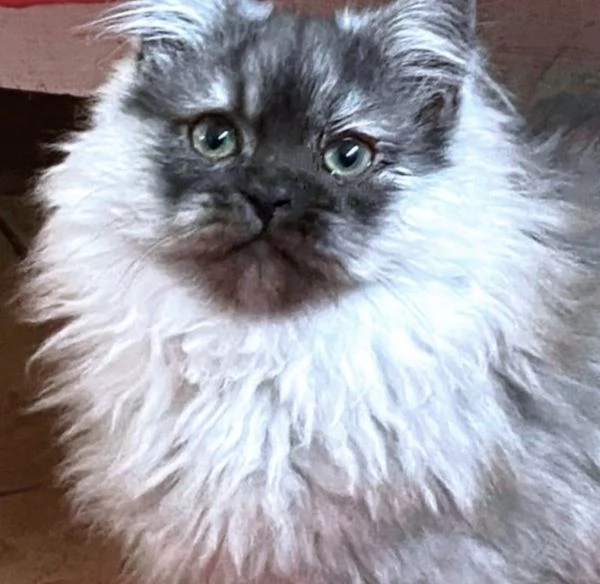 Cucciolo di persiani normotipici MASCHIO  | Foto 6