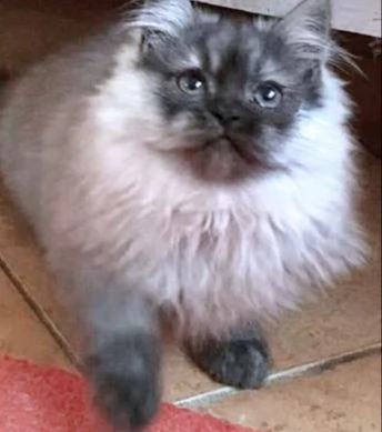 Cucciolo di persiani normotipici MASCHIO  | Foto 5