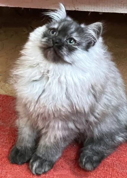 Cucciolo di persiani normotipici MASCHIO  | Foto 4
