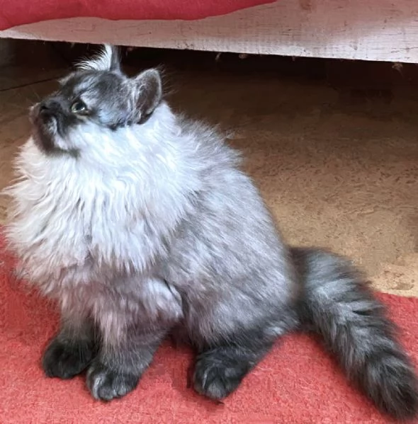 Cucciolo di persiani normotipici MASCHIO  | Foto 3