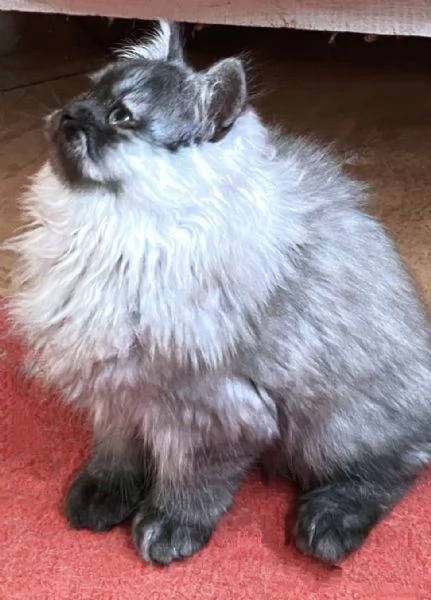 Cucciolo di persiani normotipici MASCHIO  | Foto 2