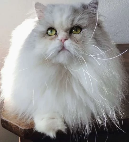 Cucciolo di persiani normotipici MASCHIO  | Foto 1