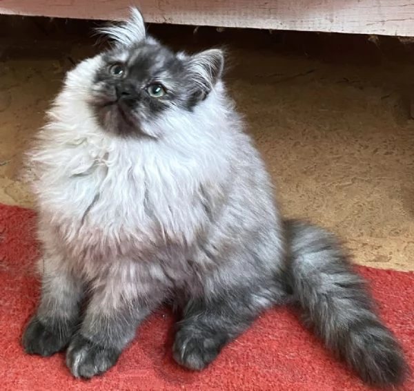 Cucciolo di persiani normotipici MASCHIO 