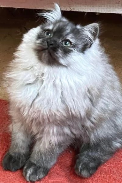 Cucciolo di persiani normotipici MASCHIO | Foto 5