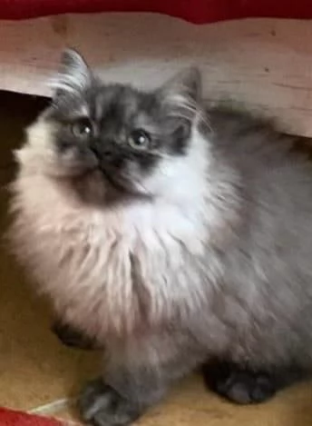 Cucciolo di persiani normotipici MASCHIO | Foto 6