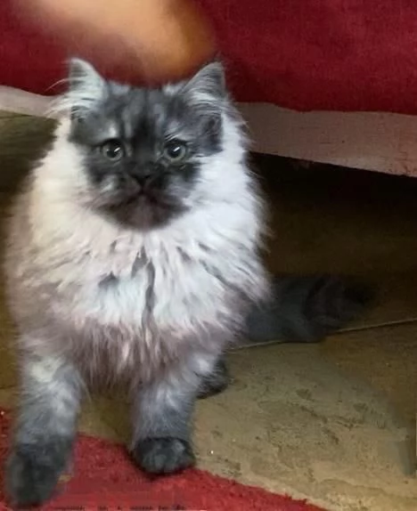 Cucciolo di persiani normotipici MASCHIO | Foto 4