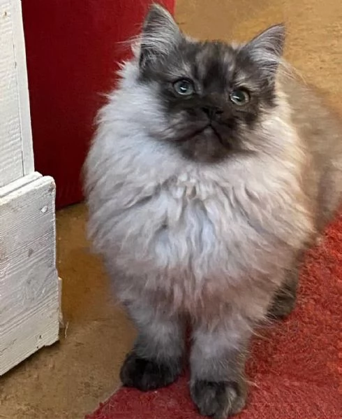 Cucciolo di persiani normotipici MASCHIO | Foto 3