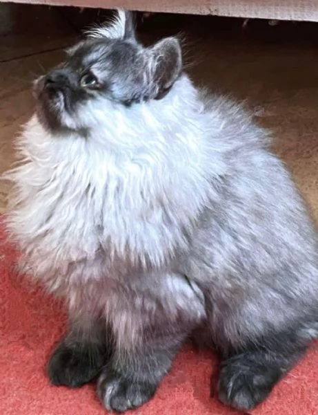 Cucciolo di persiani normotipici MASCHIO | Foto 2