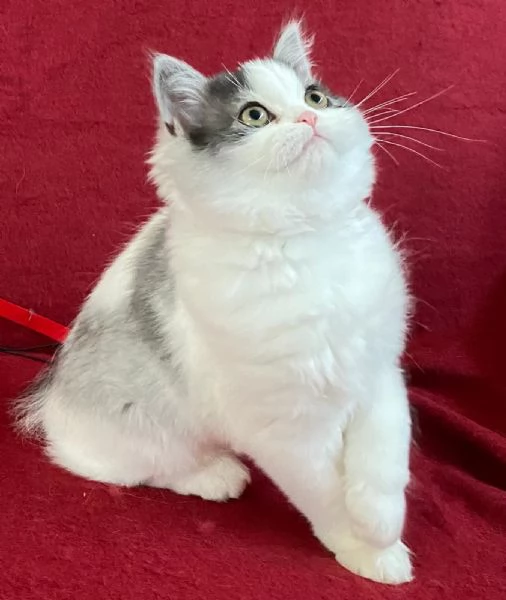 Cucciola di persiani normotipici FEMMINA | Foto 5