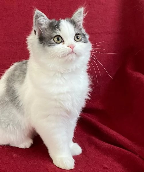 Cucciola di persiani normotipici FEMMINA | Foto 4
