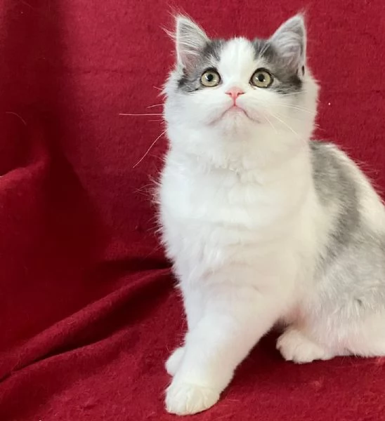 Cucciola di persiani normotipici FEMMINA | Foto 2