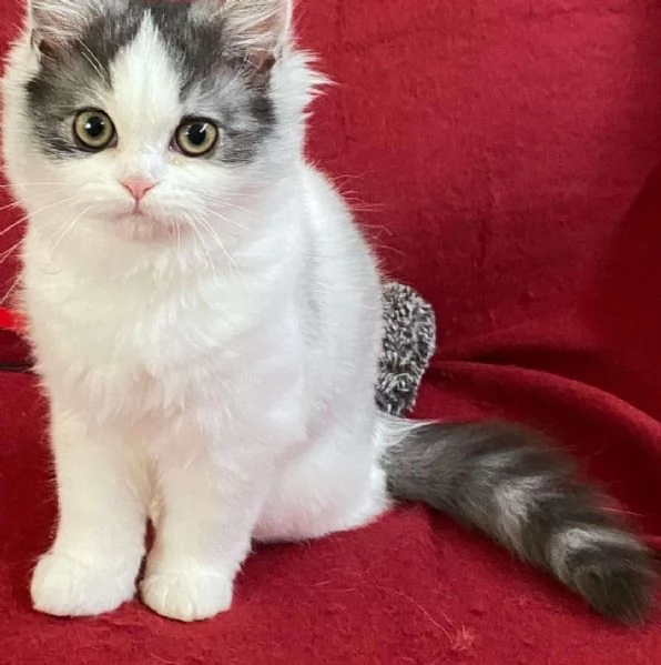 Cucciola di persiani normotipici FEMMINA