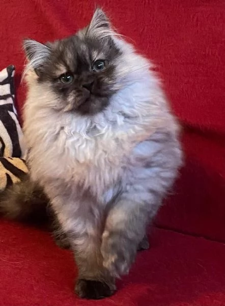 Gattino figlio di persiani normotipici MASCHIO