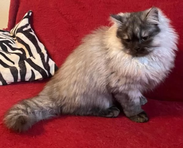 Gattino figlio di persiani normotipici MASCHIO | Foto 6