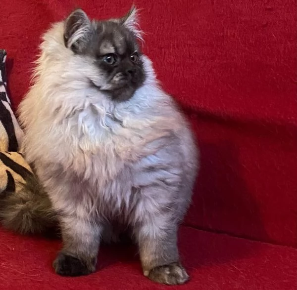 Gattino figlio di persiani normotipici MASCHIO | Foto 4