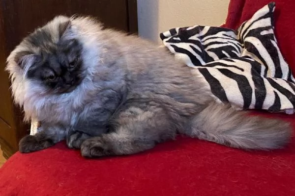 Gattino figlio di persiani normotipici MASCHIO | Foto 3