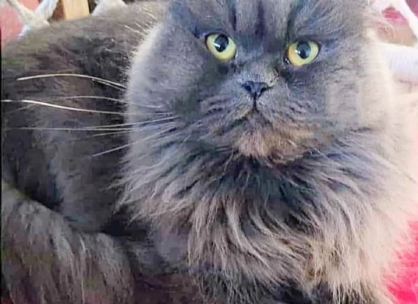 Gattino figlio di persiani normotipici MASCHIO | Foto 2