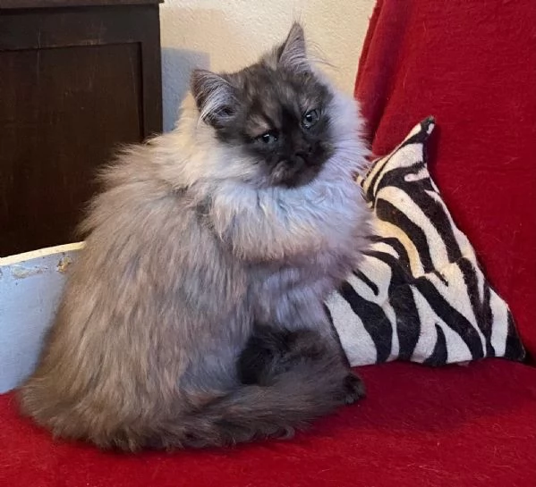 Gattino figlio di persiani normotipici MASCHIO | Foto 1