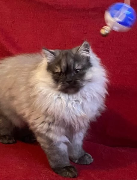 Gattino figlio di persiani normotipici MASCHIO | Foto 0