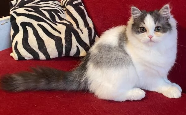 Gattina figlia di persiani normotipici FEMMINA | Foto 5