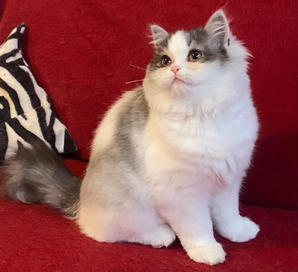 Gattina figlia di persiani normotipici FEMMINA | Foto 4