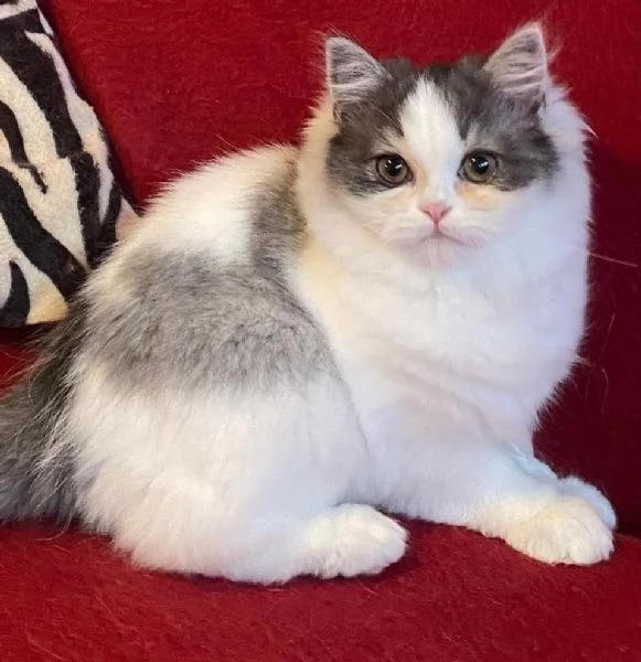 Gattina figlia di persiani normotipici FEMMINA | Foto 3