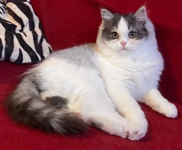 Gattina figlia di persiani normotipici FEMMINA | Foto 2