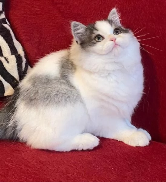 Gattina cucciola di gatti persiani normotipo FEMMINA  | Foto 4