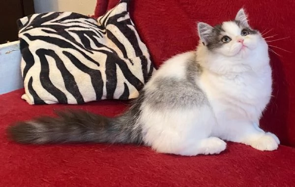 Gattina cucciola di gatti persiani normotipo FEMMINA  | Foto 3