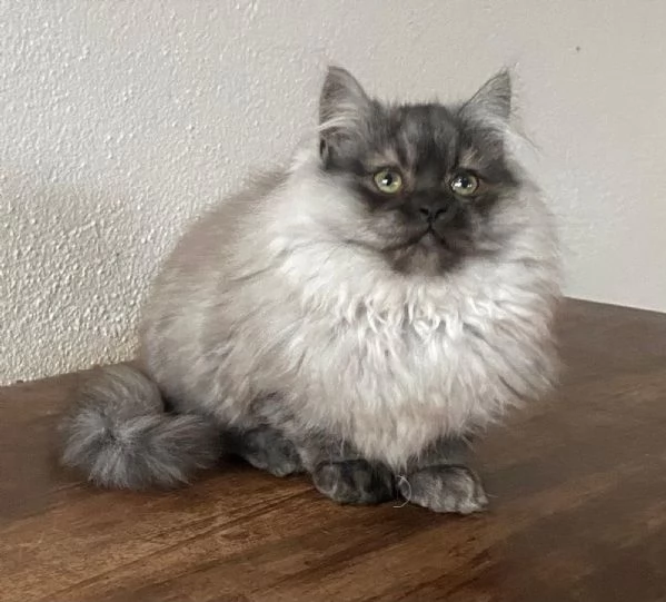 Gattino cucciolo di gatti persiani normotipo MASCHIO | Foto 5