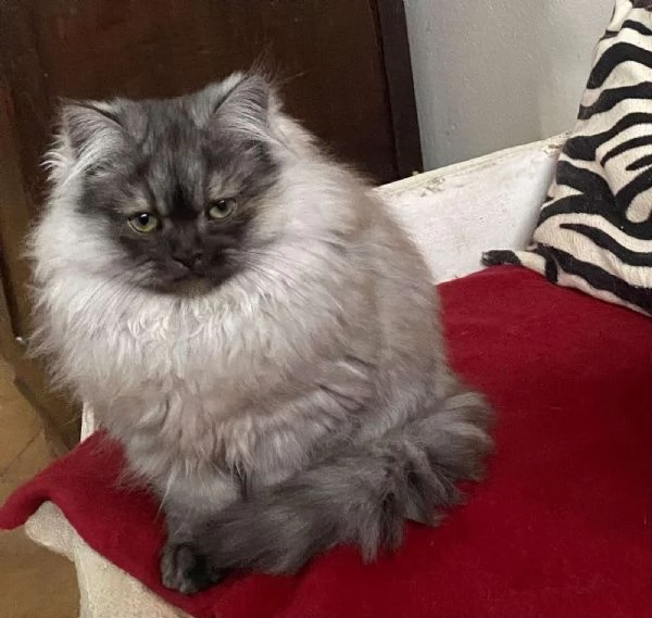 Gattino cucciolo di gatti persiani normotipo MASCHIO | Foto 3