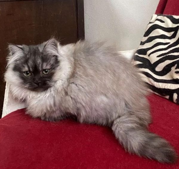 Gattino cucciolo di gatti persiani normotipo MASCHIO | Foto 1