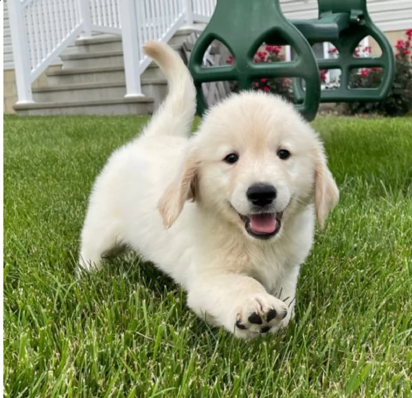 regalo golden retriver cuccioli disponibile per ladozione